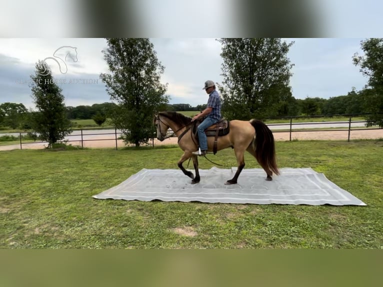 Fox trotter de Missouri Caballo castrado 13 años 152 cm Buckskin/Bayo in Houston, MO