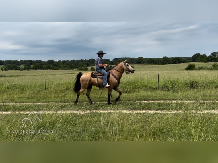 Fox trotter de Missouri Caballo castrado 13 años 152 cm Buckskin/Bayo in Houston, MO