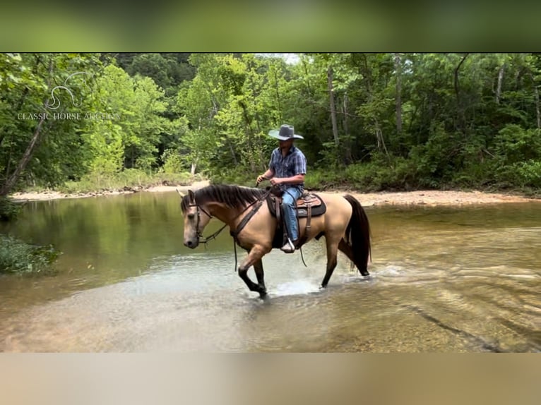 Fox trotter de Missouri Caballo castrado 13 años 152 cm Buckskin/Bayo in Houston, MO