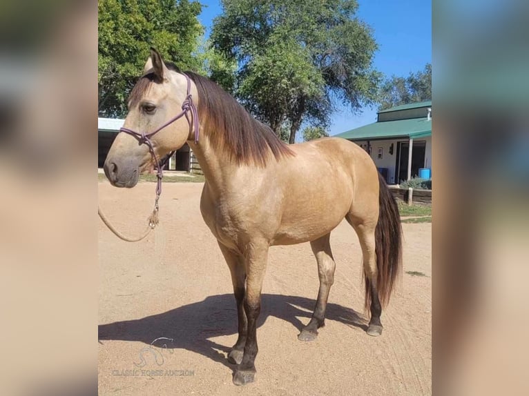 Fox trotter de Missouri Caballo castrado 13 años 152 cm Buckskin/Bayo in Maize, KS