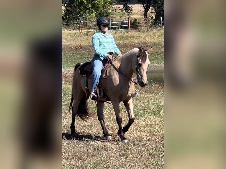 Fox trotter de Missouri Caballo castrado 13 años 152 cm Buckskin/Bayo in Maize, KS