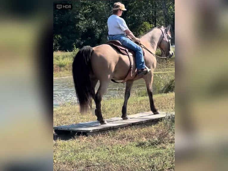 Fox trotter de Missouri Caballo castrado 13 años 152 cm Buckskin/Bayo in Maize, KS