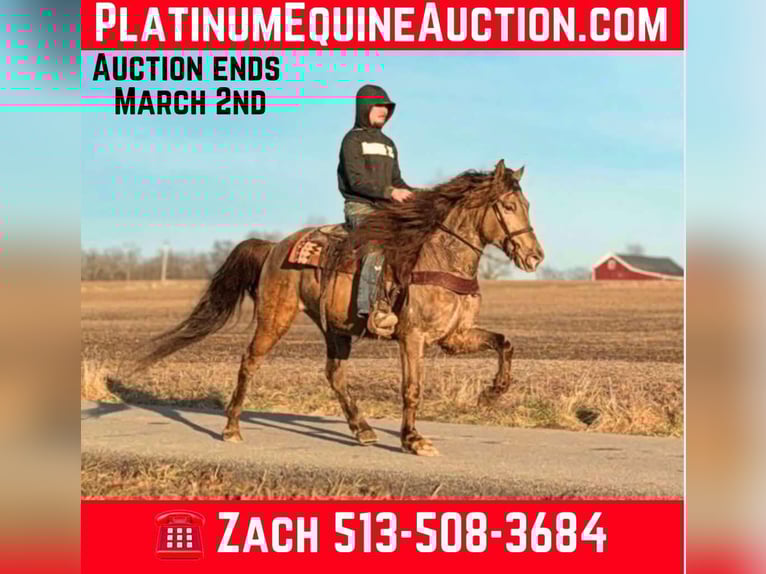 Fox trotter de Missouri Caballo castrado 13 años 152 cm Champán in Moscow Oh