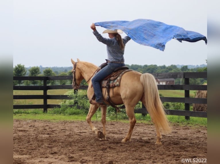 Fox trotter de Missouri Caballo castrado 13 años 152 cm Palomino in Brookesville Ky