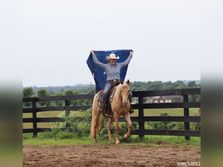 Fox trotter de Missouri Caballo castrado 13 años 152 cm Palomino in Brookesville Ky