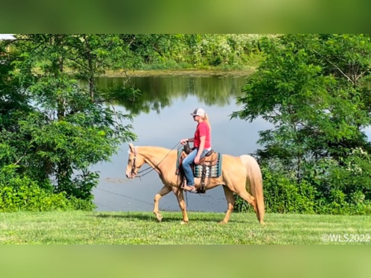 Fox trotter de Missouri Caballo castrado 13 años 152 cm Palomino in Brookesville Ky