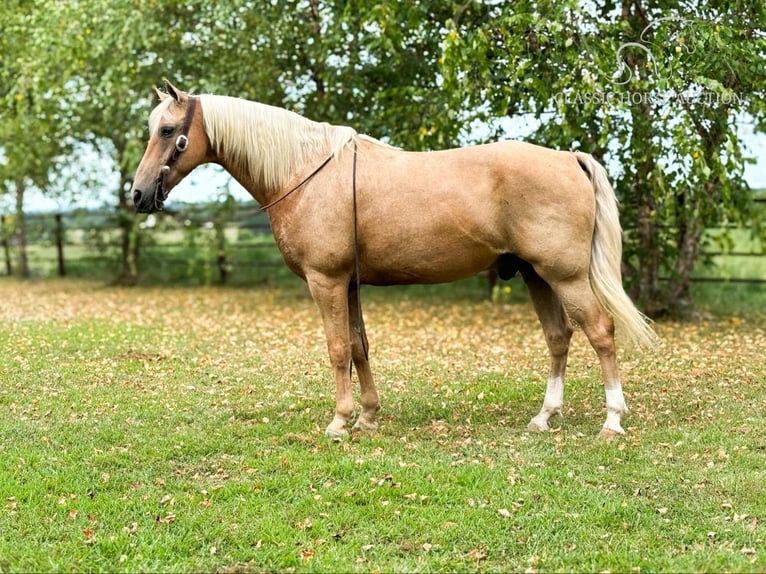 Fox trotter de Missouri Caballo castrado 13 años 152 cm Palomino in Houston MO