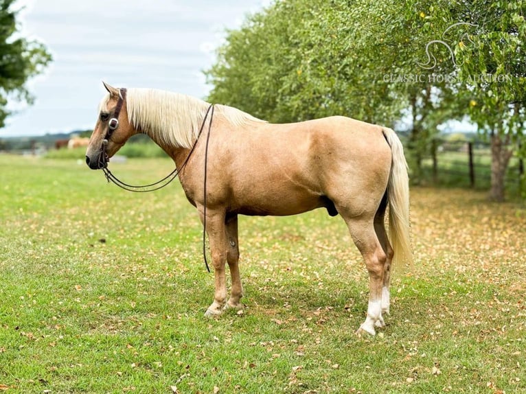 Fox trotter de Missouri Caballo castrado 13 años 152 cm Palomino in Houston MO