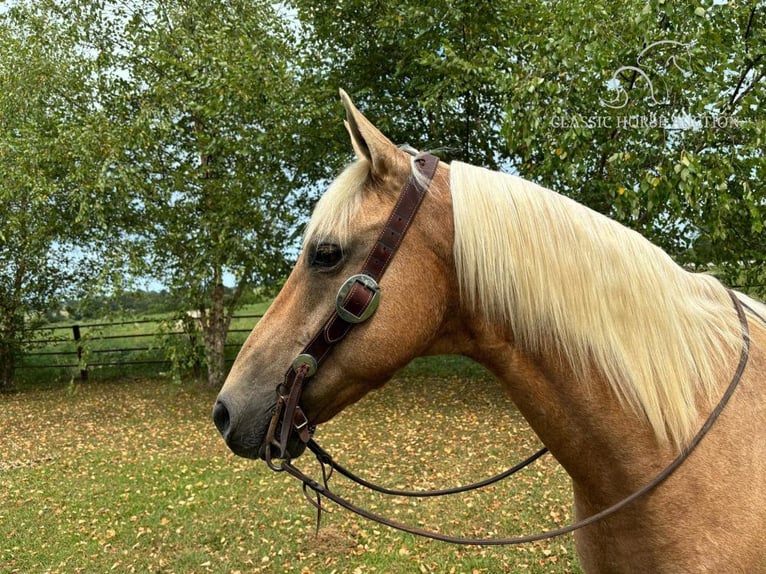 Fox trotter de Missouri Caballo castrado 13 años 152 cm Palomino in Houston MO