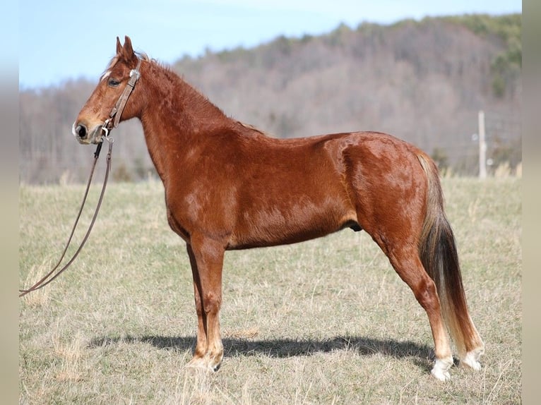 Fox trotter de Missouri Caballo castrado 13 años 155 cm Alazán rojizo in Jamestown Ky