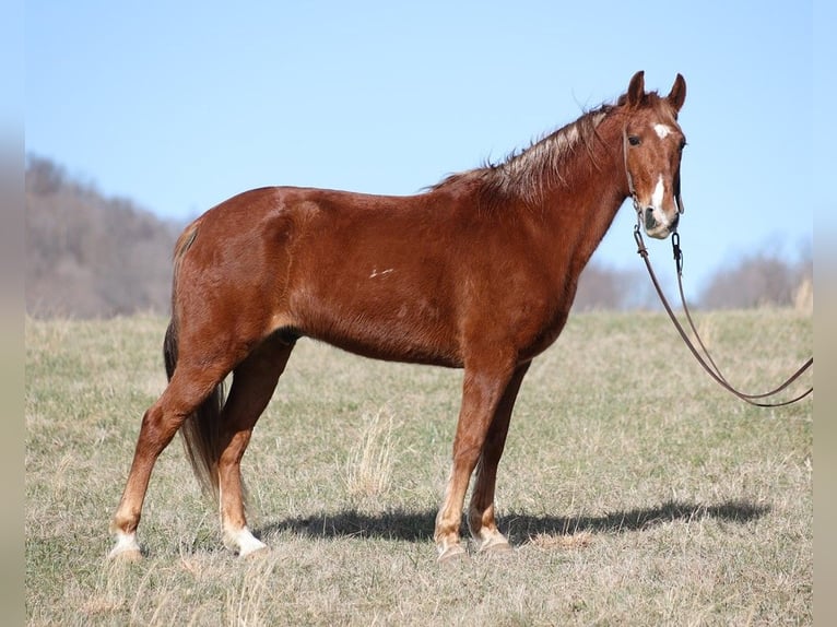 Fox trotter de Missouri Caballo castrado 13 años 155 cm Alazán rojizo in Jamestown Ky