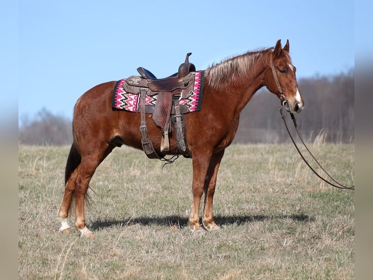 Fox trotter de Missouri Caballo castrado 13 años 155 cm Alazán rojizo in Jamestown Ky