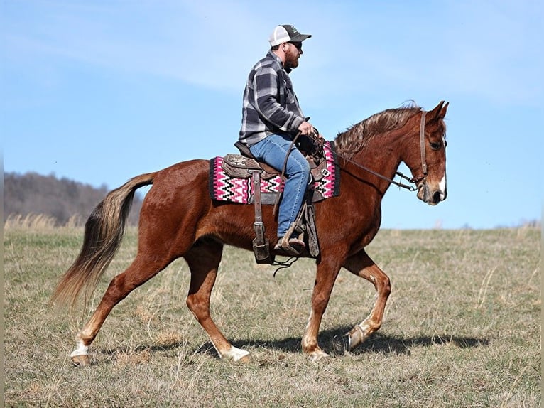 Fox trotter de Missouri Caballo castrado 13 años 155 cm Alazán rojizo in Jamestown Ky