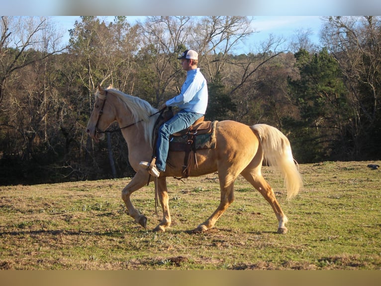 Fox trotter de Missouri Caballo castrado 13 años 155 cm Palomino in RUsk TX