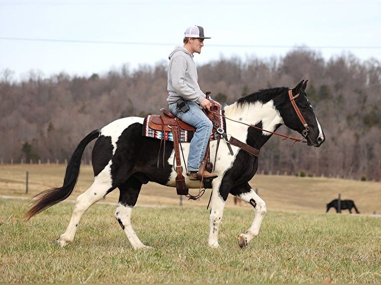 Fox trotter de Missouri Caballo castrado 13 años 155 cm Tobiano-todas las-capas in Whitley City KY