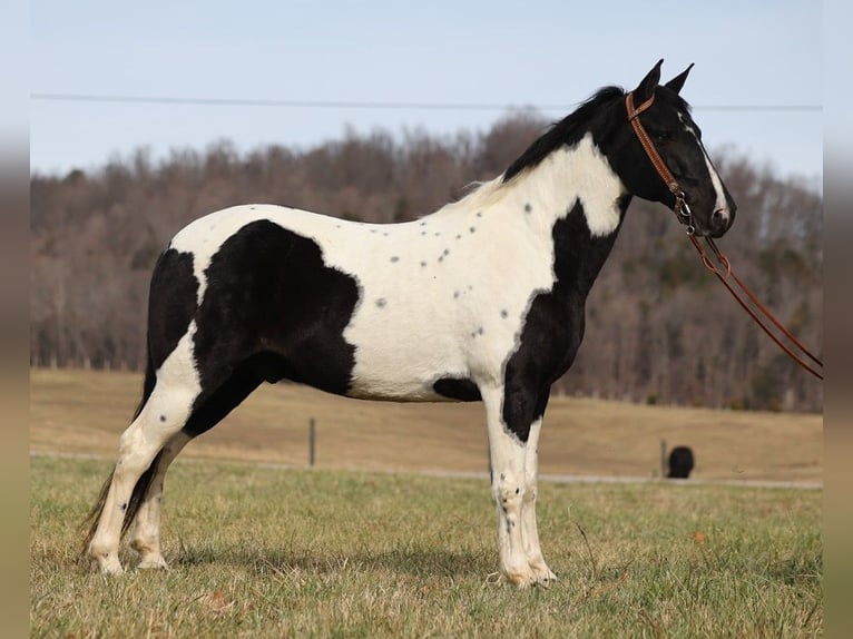 Fox trotter de Missouri Caballo castrado 13 años 155 cm Tobiano-todas las-capas in Whitley City KY