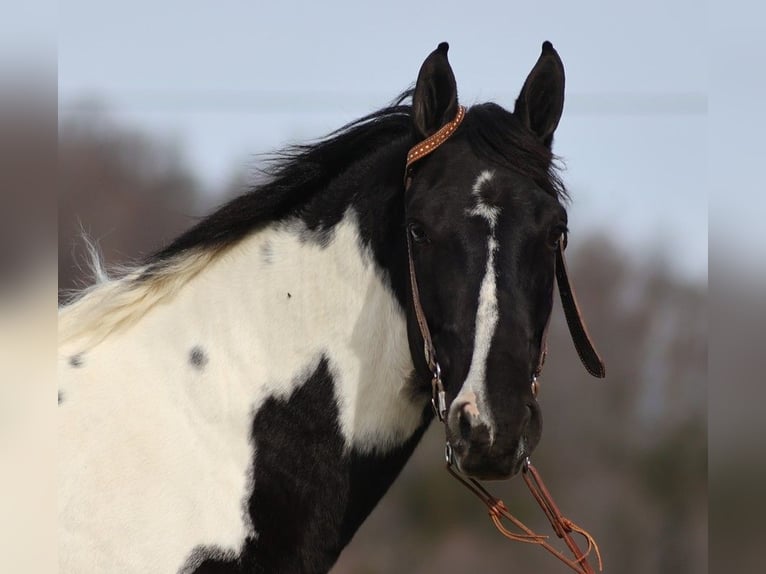 Fox trotter de Missouri Caballo castrado 13 años 155 cm Tobiano-todas las-capas in Whitley City KY