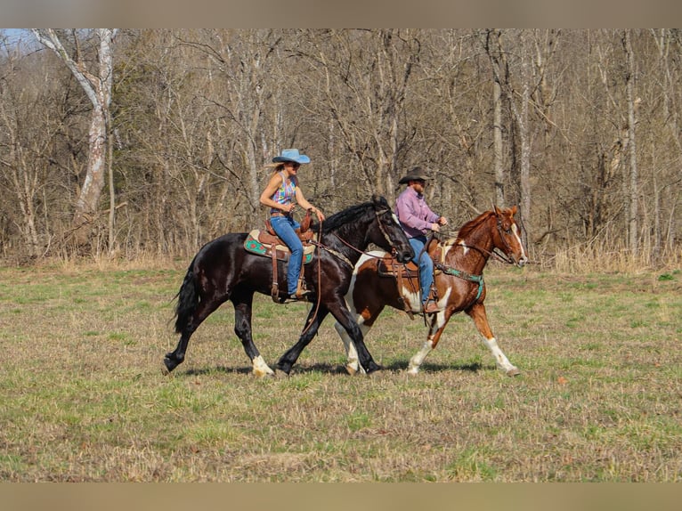 Fox trotter de Missouri Caballo castrado 13 años 155 cm Tobiano-todas las-capas in Hillsboro KY