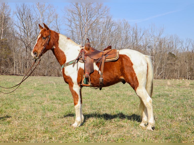 Fox trotter de Missouri Caballo castrado 13 años 155 cm Tobiano-todas las-capas in Hillsboro KY