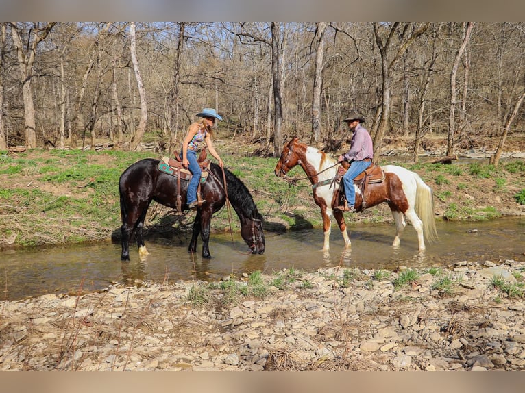 Fox trotter de Missouri Caballo castrado 13 años 155 cm Tobiano-todas las-capas in Hillsboro KY