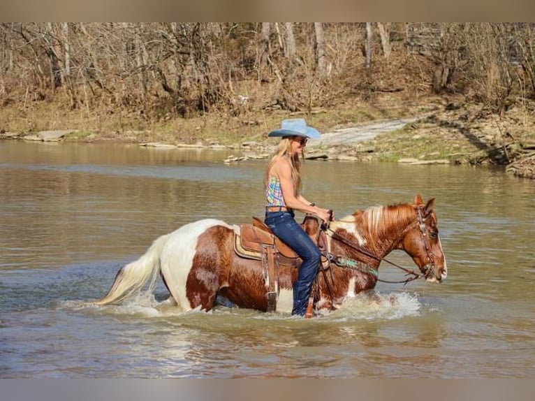 Fox trotter de Missouri Caballo castrado 13 años 155 cm Tobiano-todas las-capas in Hillsboro KY