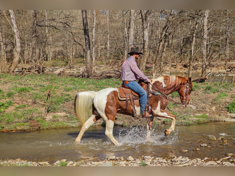 Fox trotter de Missouri Caballo castrado 13 años 155 cm Tobiano-todas las-capas in Hillsboro KY