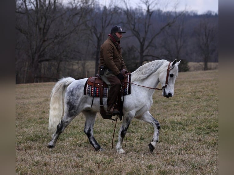 Fox trotter de Missouri Caballo castrado 13 años 155 cm Tordo rodado in Whitley City KY