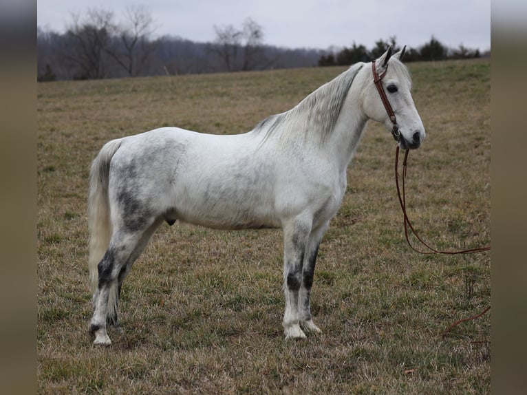 Fox trotter de Missouri Caballo castrado 13 años 155 cm Tordo rodado in Whitley City KY