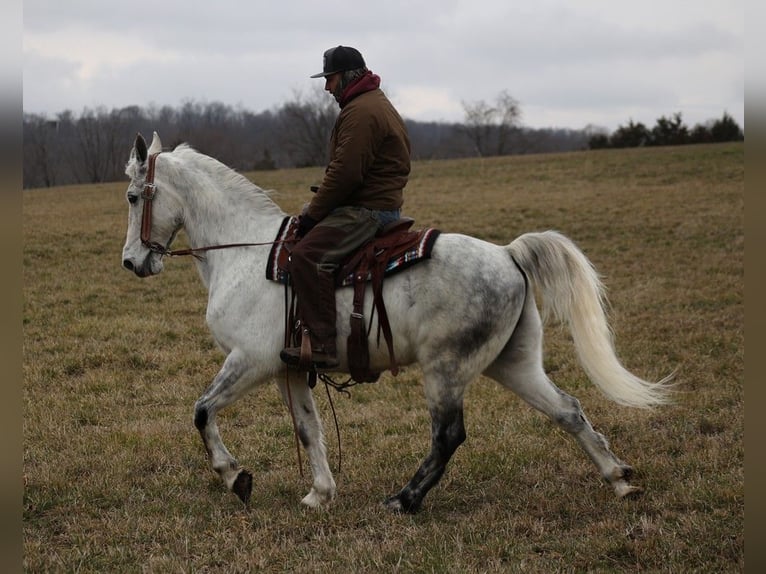 Fox trotter de Missouri Caballo castrado 13 años 155 cm Tordo rodado in Whitley City KY