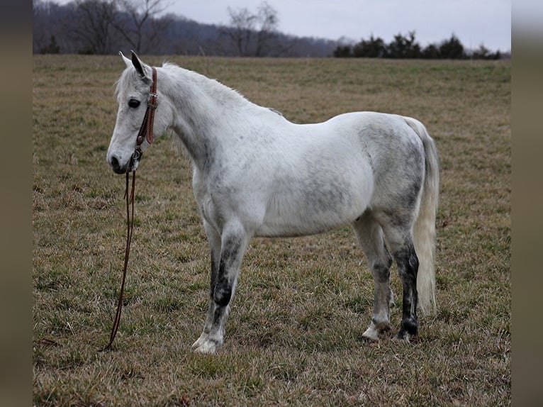 Fox trotter de Missouri Caballo castrado 13 años 155 cm Tordo rodado in Whitley City KY