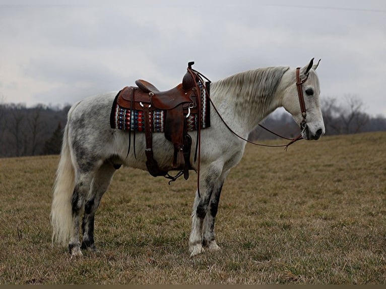 Fox trotter de Missouri Caballo castrado 13 años 155 cm Tordo rodado in Whitley City KY