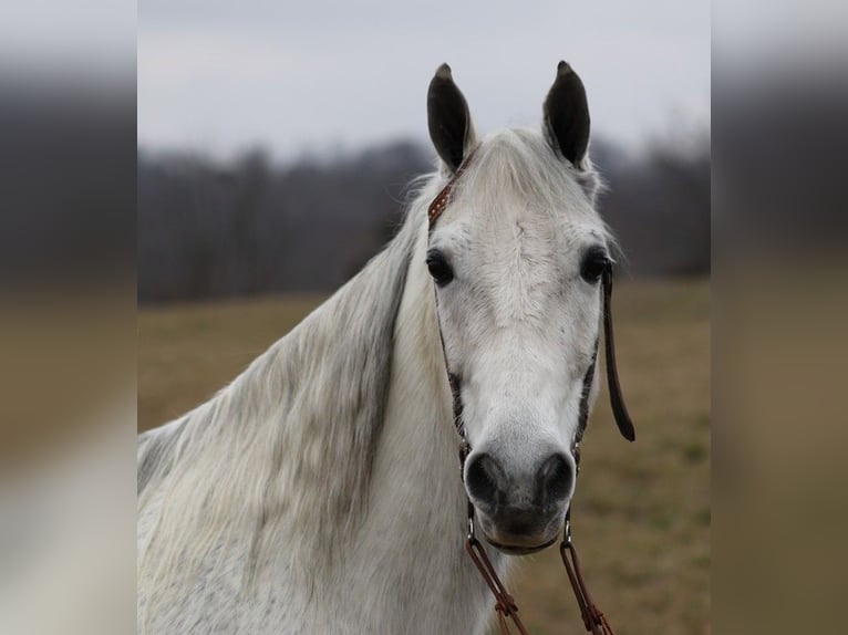 Fox trotter de Missouri Caballo castrado 13 años 155 cm Tordo rodado in Whitley City KY