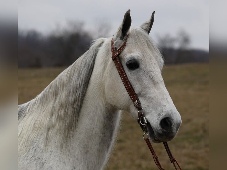 Fox trotter de Missouri Caballo castrado 13 años 155 cm Tordo rodado in Whitley City KY