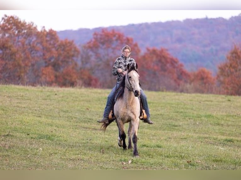 Fox trotter de Missouri Caballo castrado 13 años Buckskin/Bayo in Everett, PA