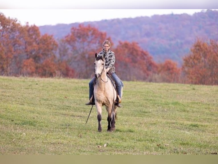 Fox trotter de Missouri Caballo castrado 13 años Buckskin/Bayo in Everett, PA