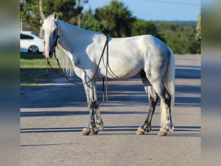 Fox trotter de Missouri Caballo castrado 14 años 142 cm Tordo in Stephenville TX