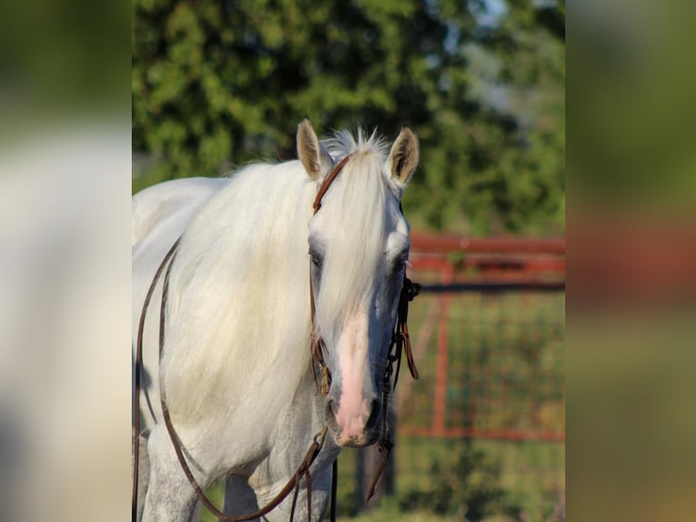 Fox trotter de Missouri Caballo castrado 14 años 142 cm Tordo in Stephenville TX