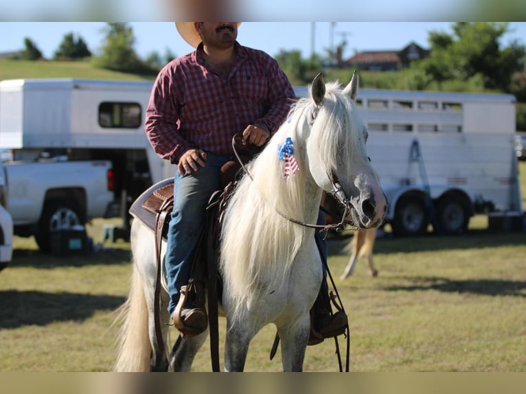 Fox trotter de Missouri Caballo castrado 14 años 142 cm Tordo in Stephenville TX