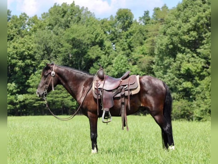 Fox trotter de Missouri Caballo castrado 14 años 145 cm Negro in Whitley City KY