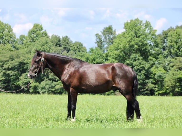 Fox trotter de Missouri Caballo castrado 14 años 145 cm Negro in Whitley City KY