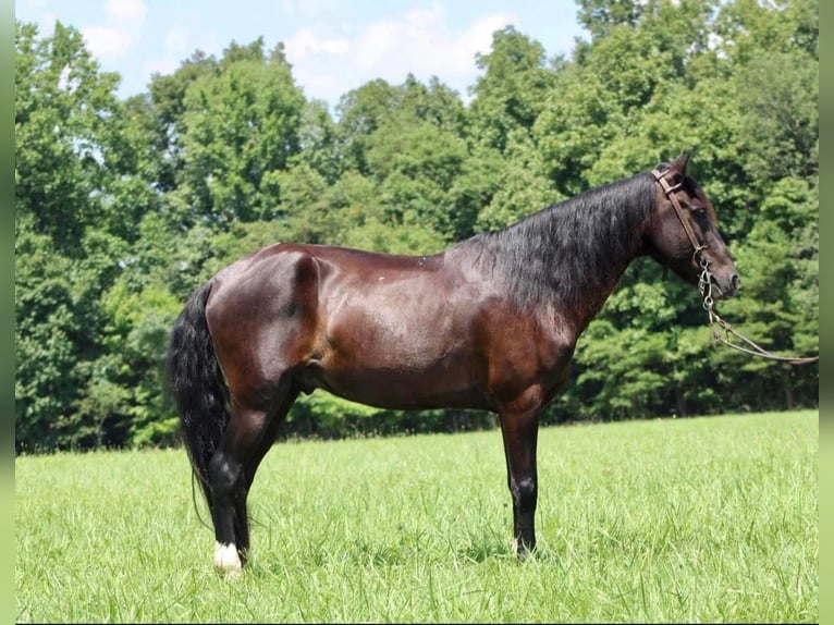 Fox trotter de Missouri Caballo castrado 14 años 145 cm Negro in Whitley City KY