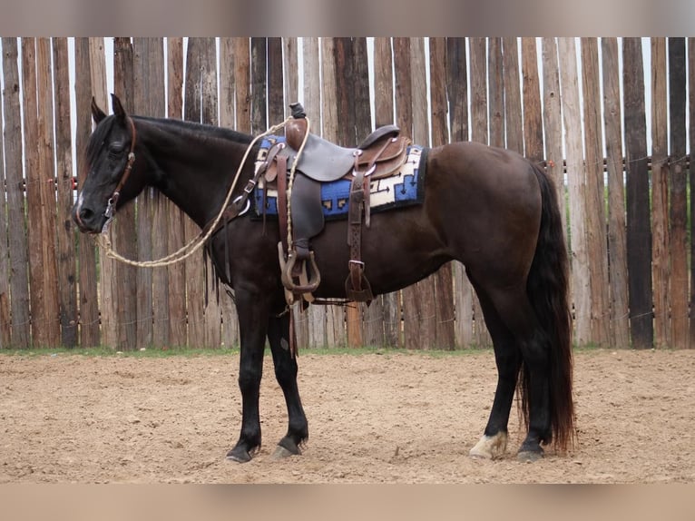 Fox trotter de Missouri Caballo castrado 14 años 150 cm Negro in Morgan Mill TX