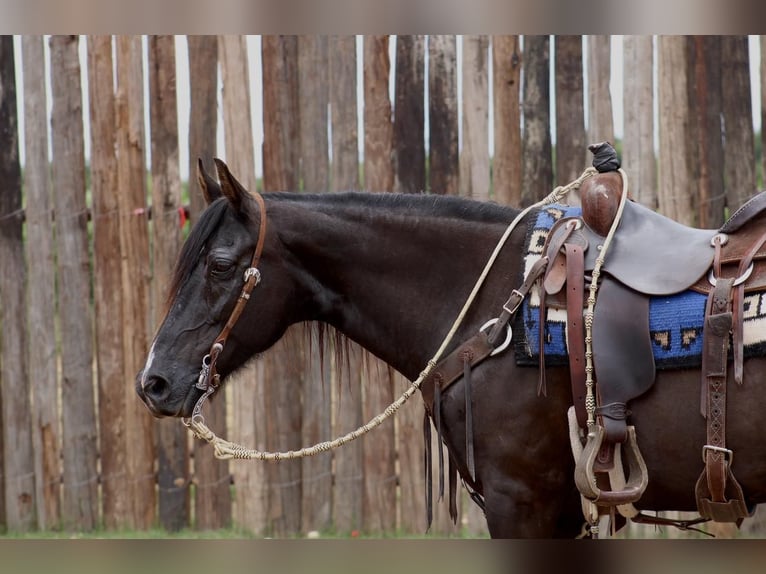 Fox trotter de Missouri Caballo castrado 14 años 150 cm Negro in Morgan Mill TX