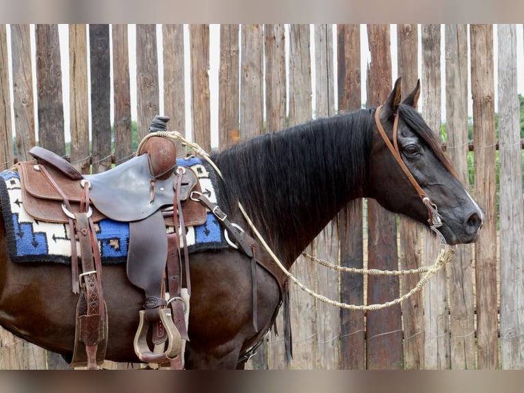 Fox trotter de Missouri Caballo castrado 14 años 150 cm Negro in Morgan Mill TX