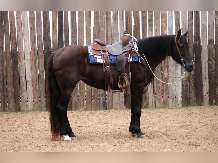 Fox trotter de Missouri Caballo castrado 14 años 150 cm Negro in Morgan Mill TX