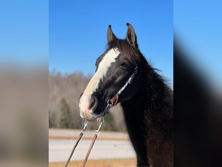 Fox trotter de Missouri Caballo castrado 14 años 150 cm Negro in Whitley City KY