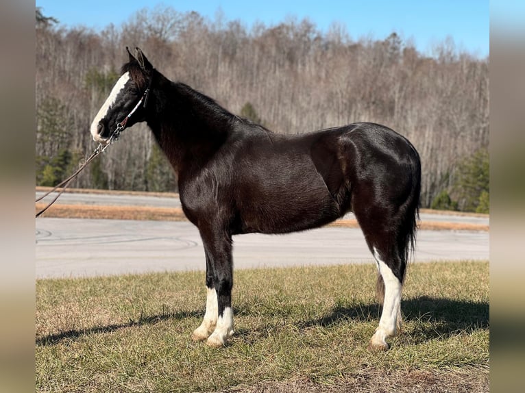 Fox trotter de Missouri Caballo castrado 14 años 150 cm Negro in Whitley City KY