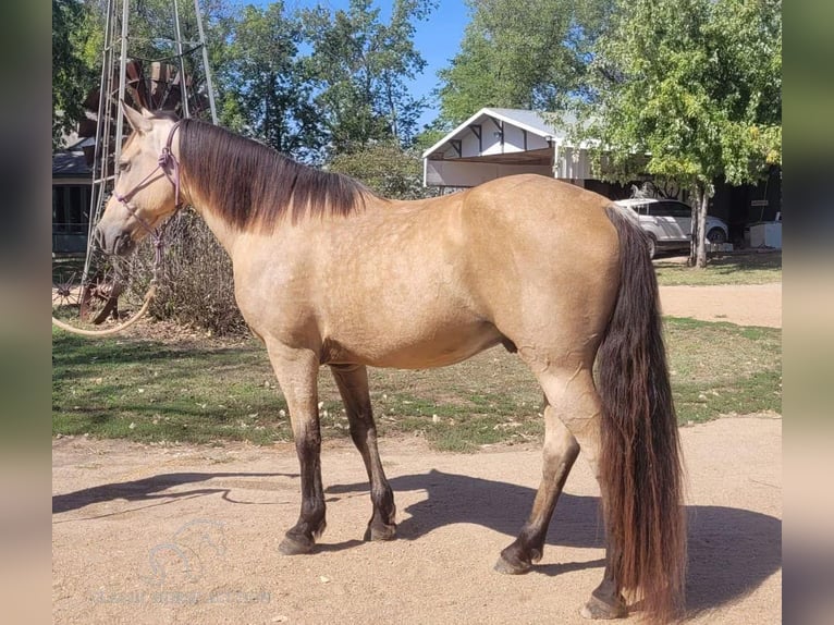 Fox trotter de Missouri Caballo castrado 14 años 152 cm Buckskin/Bayo in Maize, KS