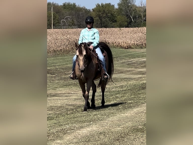 Fox trotter de Missouri Caballo castrado 14 años 152 cm Buckskin/Bayo in Maize, KS