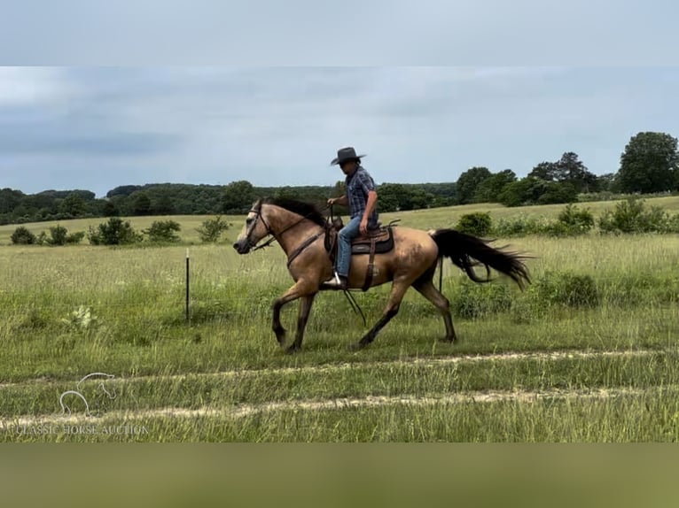 Fox trotter de Missouri Caballo castrado 14 años 152 cm Buckskin/Bayo in Maize, KS